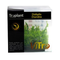 Troplant Linea Vitro Didiplis Diandra Ø 60