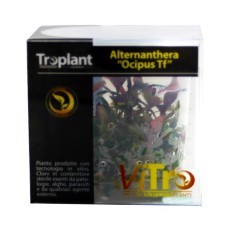 Troplant Linea Vitro Alternanthera "Ocipus" Ø 60