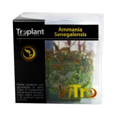 Troplant Linea Vitro Ammania Senegalensis Ø 60
