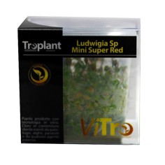 Troplant Linea Vitro Ludwigia "Sp Mini Super Red" Ø 60
