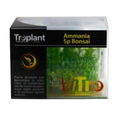 Troplant Linea Vitro Ammania Sp Bonsai Ø 60