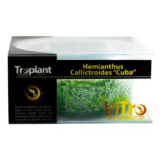 Troplant Linea Vitro Hemianthus Callitrichoides "Cuba" Ø 90