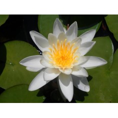 Nymphaea Albatros Bianca