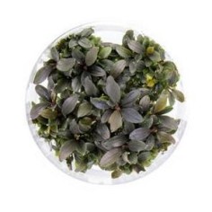 Bucephalandra Biblis in Vitro