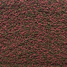 Amtra Pro Gran 1.5 100ml - alimento in granuli per tutte le specie di pesci 2