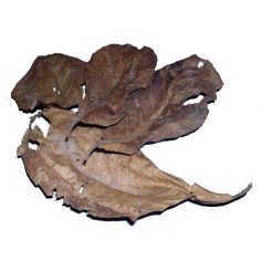 Amtra Pro Nature Catappa Leaves Confezione da 30 pezzi Utile per 2000 Litri 2