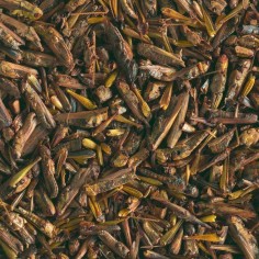 Tetra ReptoDelica Grasshoppers 250ml/25gr - Cavallette per Tartarughe Acquatiche e rettili carnivori 2