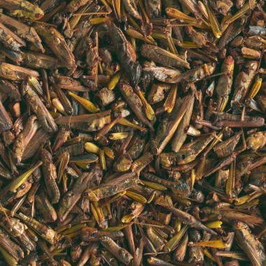 Tetra ReptoDelica Grasshoppers 250ml/25gr - Cavallette per Tartarughe Acquatiche e rettili carnivori