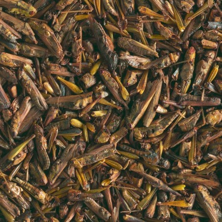 Tetra ReptoDelica Grasshoppers 250ml/25gr - Cavallette per Tartarughe Acquatiche e rettili carnivori