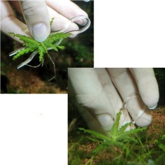 JBL Plantis - Fissaggio radicale per piante - 12 pinzette in plastica atossica 2