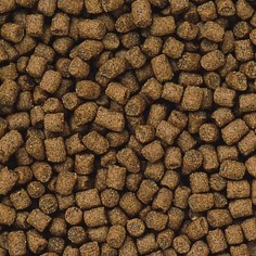 Hikari Lionhead Mini Pellet 100gr - mangime completo per pesci rossi ornamental, specifico per Teste di Leone 2