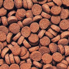 Hikari Tropical Sinking Carnivore 74gr - Alimento Completo per Specie Carnivore da Fondo 2