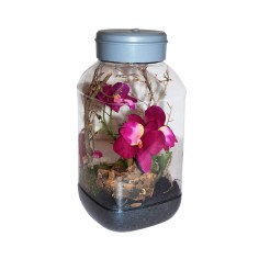 Lucky Reptile Insect-Tarrium 5L cm15x15x25h - mini terrario in plastica per insetti e ragni 2