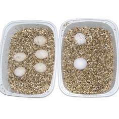 Lucky Reptile Vermiculite 5L - substrato riproduttivo per uova di rettile 2