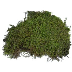 Lucky Reptile Vivarium Moss 150gr - muschio espandibile per terrari umidi 2