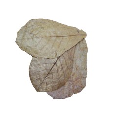 Dennerle 2744 - Catappa Leaves - Foglie di Mandorlo Indiano Essicate per 800 litri 2