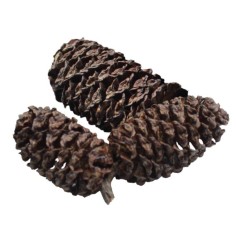 Dennerle 2748 - Black Cones - Pigne di Ontano 2