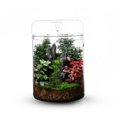Bioloark Luji Glass Cup MY-180H cm18x26,5h - terrario in...
