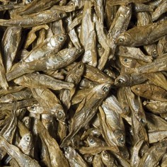 Tropical Dried Fish - Pesci essiccati per tartarughe acquatiche rettili e grandi pesci - 250ml / 35gr 2