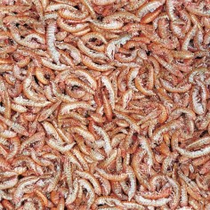 Tropical Gammarus - gamberetti essiccati per tartarughe, testuggini e pesci ornamentali di taglia grande 2