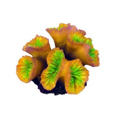 AQL Decorazione Corallo in Resina Modello Euphyllia Yellow Medium cm10x10x6h