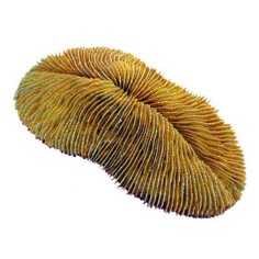 AQL Decorazione Corallo in Resina Modello Herpolitha Limaxerpolitha Limax cm18x8x7h