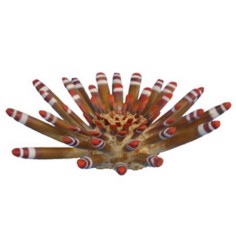 AQL Decorazione Corallo in Resina Modello Riccio Tropicale Large cm20x20x6h