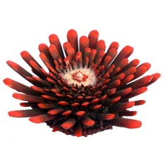 AQL Decorazione Corallo in Resina Modello Riccio Tropicale Small cm9x9x3h