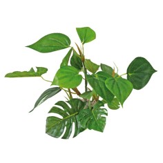 Wave Decor Anubias