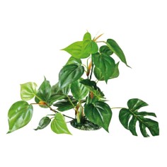 Wave Decor Anubias