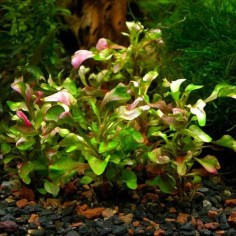 Alternanthera Bettzickiana 2
