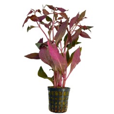 Alternanthera Reineckii (Cardinalis)