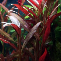 Alternanthera Reineckii (Cardinalis) 2