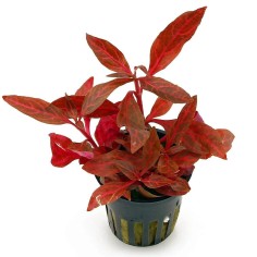 Alternanthera Reineckii 'Rosanervig' (Cardinalis Variegata)
