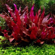 Alternanthera Reineckii 'Rosanervig' (Cardinalis Variegata) 2