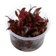 Alternanthera Reineckii ‘mini’ in vitro