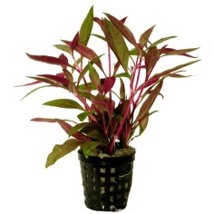 Alternanthera Reineckii var. Rosaefolia