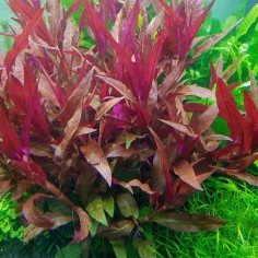 Alternanthera Reineckii var. Rosaefolia 2