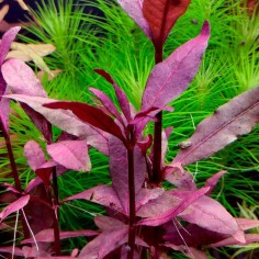 Alternanthera Sessilis (Reinecki Red) 2