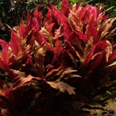 Alternanthera Variegata in vitro 2