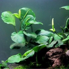 Anubias Barteri 2