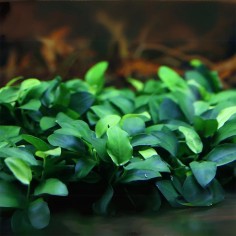 Anubias Barteri 2