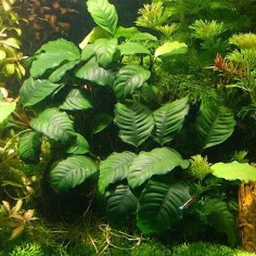 Anubias Barteri var. Coffeefolia 2