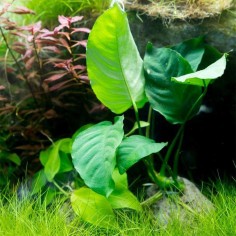 Anubias barteri var. nana 2