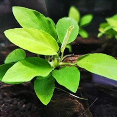 Anubias Barteri var. Nana "Golden" (Yellow Heart) 2