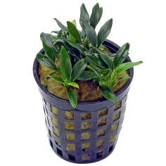 Anubias Barteri var. Nana "Pangolino"