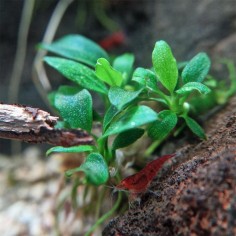 Anubias Barteri var. Nana "Pangolino" 2