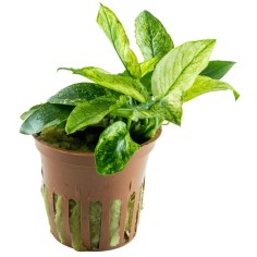 Anubias Barteri var. Nana "Pinto"