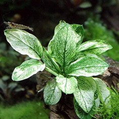 Anubias Barteri var. Nana "Pinto" 2