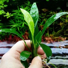 Anubias Congensis 2